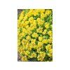 Trvalky Rozchodník floriferum(1)