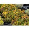 Trvalky Rozchodník floriferum(7)