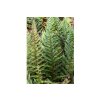 Paprade Papraďovec Tsus Simense Polystichum(2)
