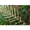 Paprade Papraďovec Tsus Simense Polystichum(3)