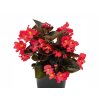 Letničky a balkónové kvety Begónia Big Deluxe Red Bronze Leaf(1)