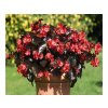 Letničky a balkónové kvety Begónia Big Deluxe Red Bronze Leaf