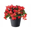 Letničky a balkónové kvety Begónia Big Deluxe Red Bronze Leaf(5)