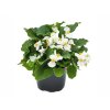 Letničky a balkónové kvety Begónia Big White(2)