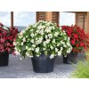 Letničky a balkónové kvety Begónia Big White(3)