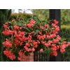 Letničky a balkónové kvety Begónia 'Dragon Wing Red' (1)