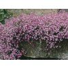 Trvalky Gypsomilka Rosea