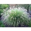 Okrasné trávy Perovec psiarkovitý Little Bunny(2)