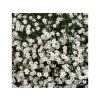 Trvalky Gypsomilka White(1)