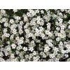 Trvalky Gypsomilka White