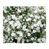 Trvalky Gypsomilka White(2)