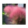 Okrasné trávy Muhlenbergia capillaris RubyMuhlenbergia capillaris Ruby(3)