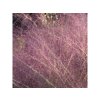 Okrasné trávy Muhlenbergia capillaris RubyMuhlenbergia capillaris Ruby(2)