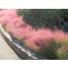 Okrasné trávy Muhlenbergia capillaris Ruby