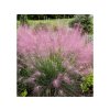 Okrasné trávy Muhlenbergia capillaris RubyMuhlenbergia capillaris Ruby(4)