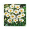Trvalky Margaréta Crazy Daisy (1)