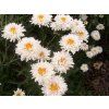 Trvalky Margaréta Crazy Daisy