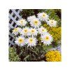 Trvalky Margaréta Crazy Daisy (2)