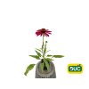 Trvalky Echinacea purpurová Kismet Raspberry(2)