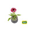 Trvalky Echinacea purpurová Kismet Raspberry(1)