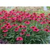 Trvalky Echinacea purpurová Kismet Raspberry(3)