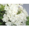 earlywhite3