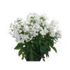 earlywhite2