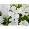 earlywhite1