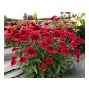 Trvalky Echinacea purpurová Sunny Days Ruby(2)