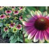 Trvalky Echinacea purpurová 'Sweet Sandia'