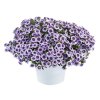 Letničky a balkónové kvety Minipetúnia 'Million Bells Eyeconic Purple'