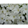earlywhite4