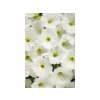 Letničky a balkónové kvety Petúnia Supertunia Vista Snow Drift(5)
