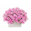 Letničky a balkónové kvety Petúnia Supertunia Vista Mini Vista Pink Star