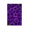 Letničky a balkónové kvety Petúnia Supertunia Vista Mini Vista Ultramarine(1)