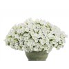 Letničky a balkónové kvety Petúnia Supertunia Vista Mini Vista White