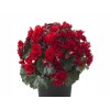 Letničky a balkónové kvety Begónia 'Cottage Vermillion Red'
