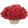 Letničky a balkónové kvety Petúnia Supertunia Vista Mini Vista Coral