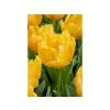 Tulipán Crystal Star 3 ks v kont. 0,5 l