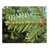 Okrasné stromy Jedľa biela 50 60cm(4)