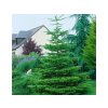 Okrasné stromy Jedľa biela 50 60cm(3)