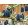Jedľa kórejská 20-30cm - Abies koreana kont. 2 l