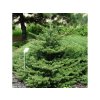 Jedľa kórejská 20-30cm - Abies koreana kont. 2 l