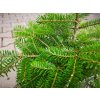 Jedľa kórejská 20-30cm - Abies koreana kont. 2 l