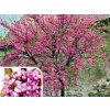 Judášovec strukový 20-30 cm - Cercis siliquastrum kont. 2 l