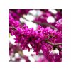 Judášovec strukový 20-30 cm - Cercis siliquastrum kont. 2 l