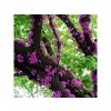 Judášovec strukový 20-30 cm - Cercis siliquastrum kont. 2 l