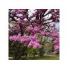 Judášovec strukový 20-30 cm - Cercis siliquastrum kont. 2 l