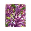 Judášovec strukový 20-30 cm - Cercis siliquastrum kont. 2 l