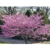 Judášovec strukový 20-30 cm - Cercis siliquastrum kont. 2 l